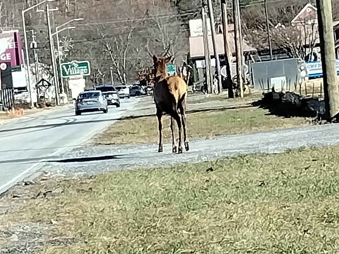 Great Smokies Inn主图