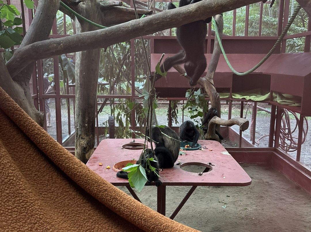 Jaguar Rescue Center-旧港必去景点