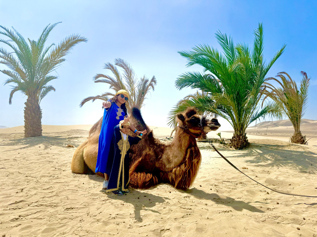 Dromedarius-伊卡必去景点