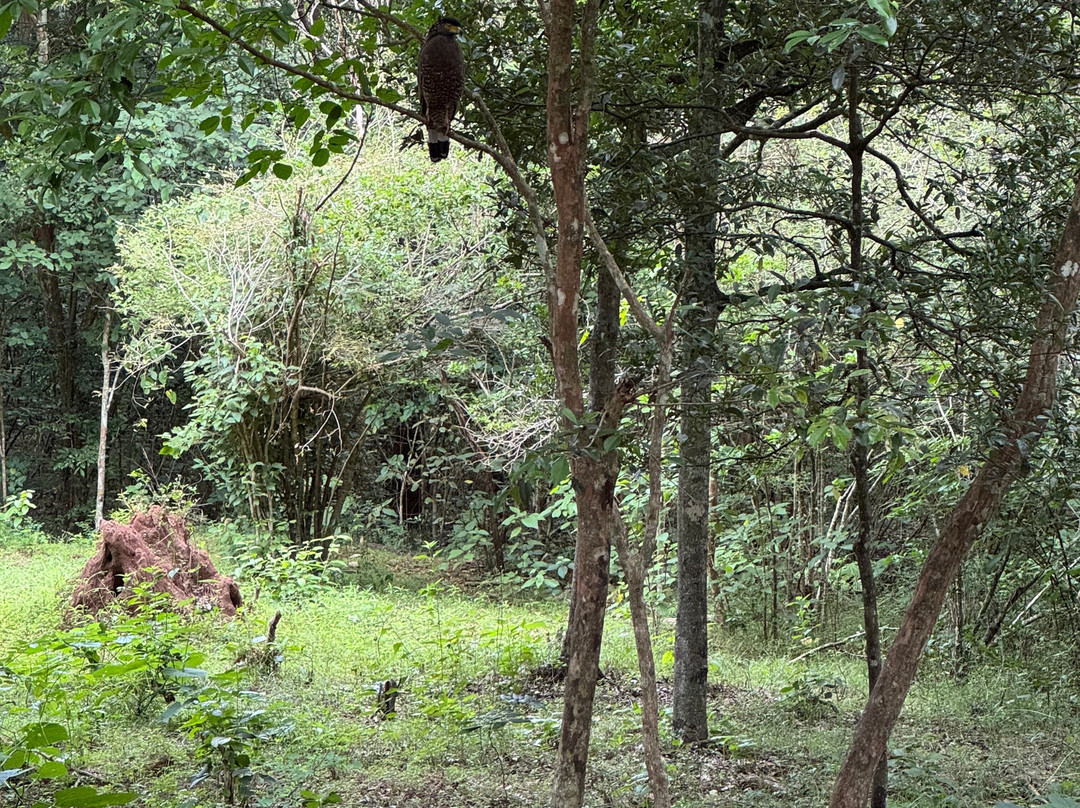 Udawalawe Safari Jeep With Guides-乌达瓦拉维国家公园必去景点