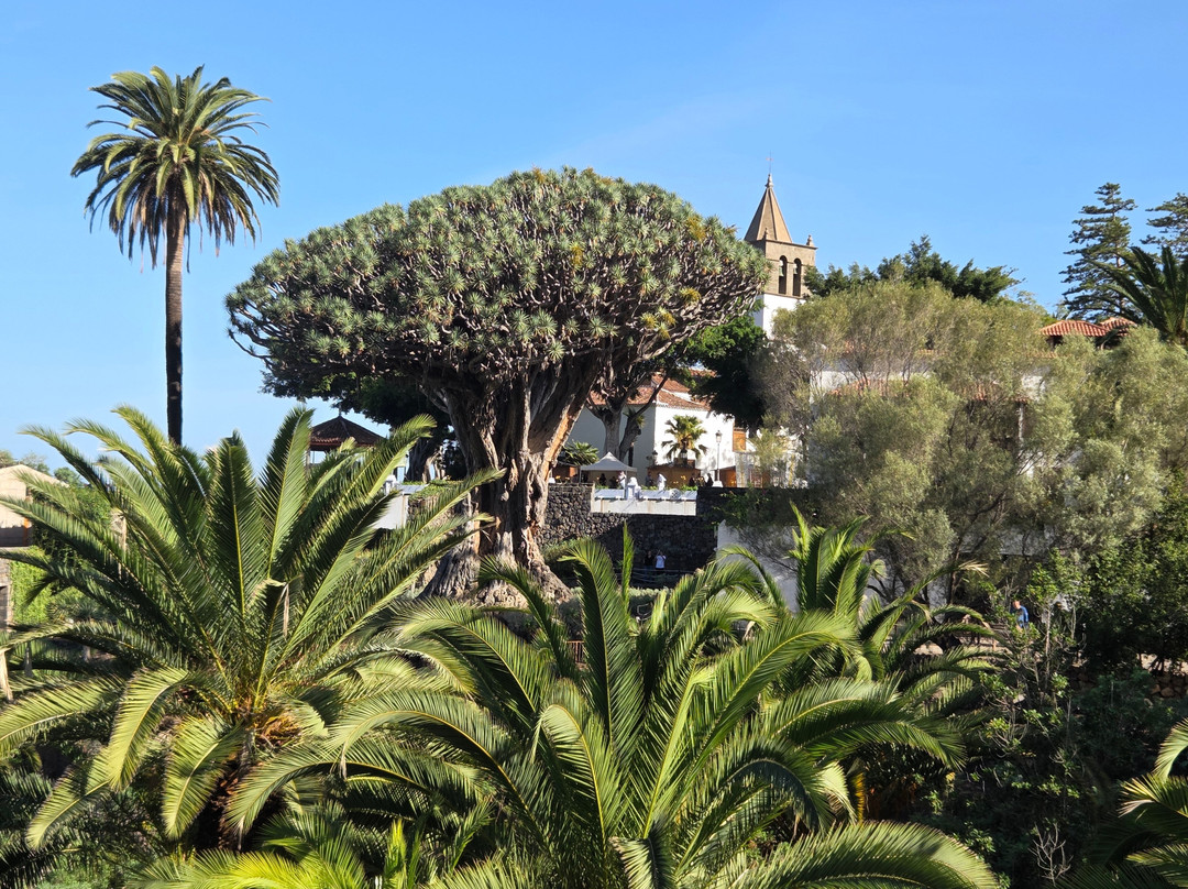 Parque del Drago-伊科德洛斯维诺斯必去景点