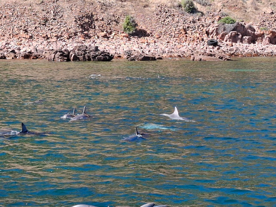 Emu Bay Fishing Charters-Emu Bay必去景点