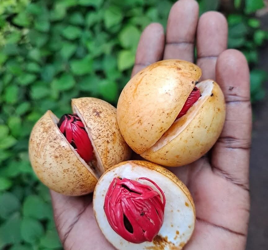 Tangawizi Spice Farm-石头城必去景点