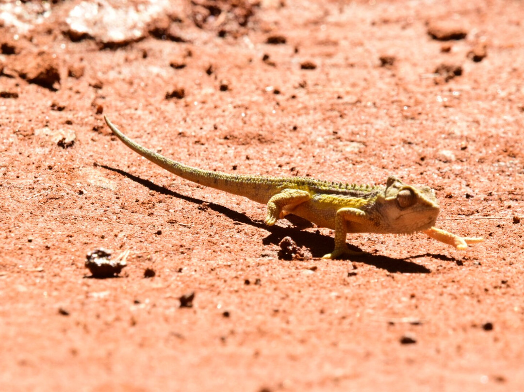 Famba Travel & Safaris-参宁必去景点