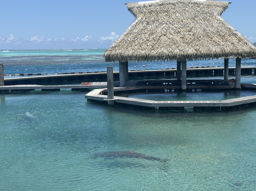 Moorea Dolphin Center-莫雷阿岛必去景点