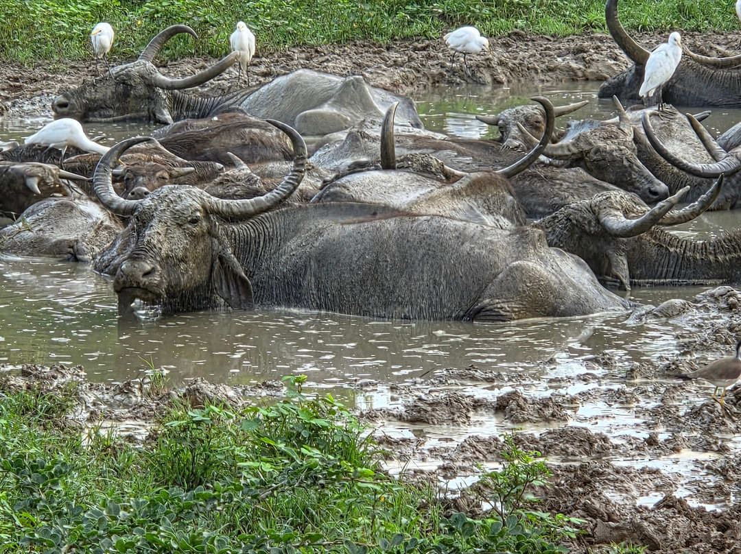 Tony Sri Lanka Tours-亚洪加拉必去景点