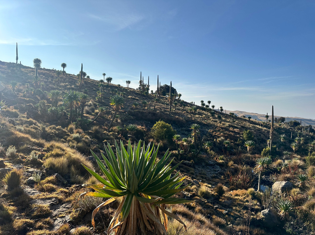 Simien Ethiopia Trekking by TAZ-Debark必去景点