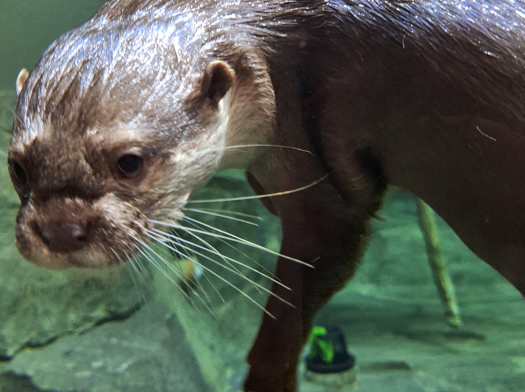 Daytona Aquarium & Rainforest Adventure-代托纳比奇必去景点