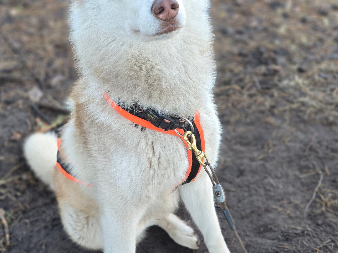 Red Fox Tours-里加必去景点