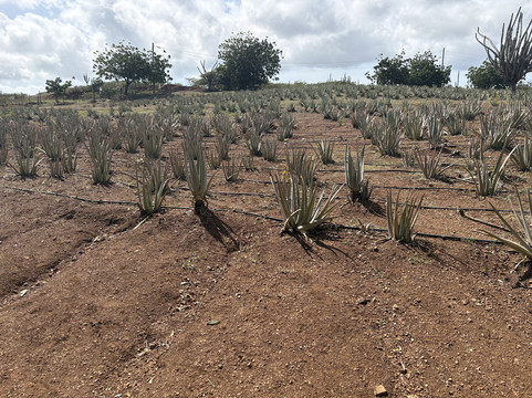 The Aloe Vera Curacao, Home of Curaloe Tour-威廉斯塔德必去景点