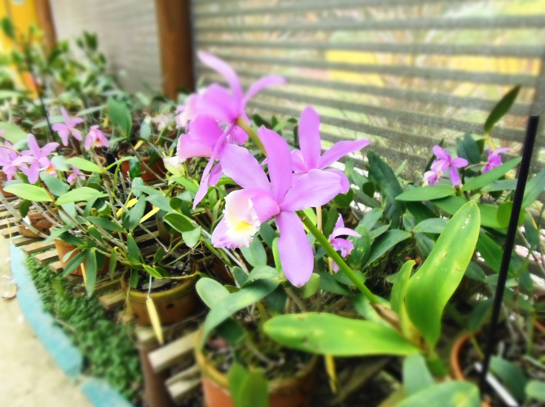 Parque Botânico Vale-维多利亚必去景点