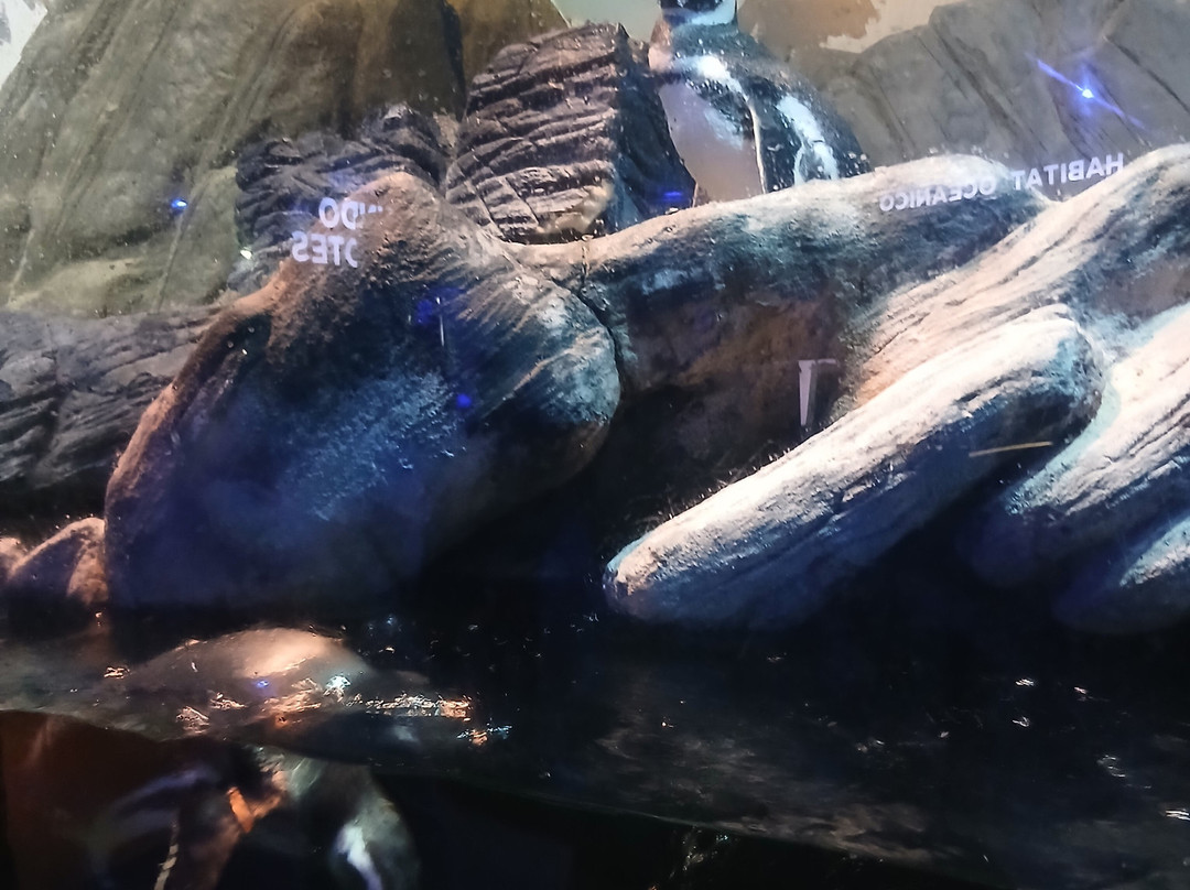 Oceanic Aquarium-康泊琉海水浴场必去景点