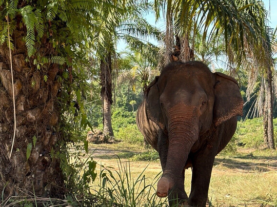 Following Giants - Krabi-Khlong Hin必去景点
