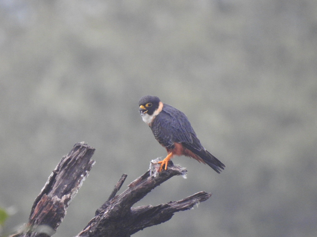 Zona Arqueológica de Yaxchilán-恰帕斯必去景点