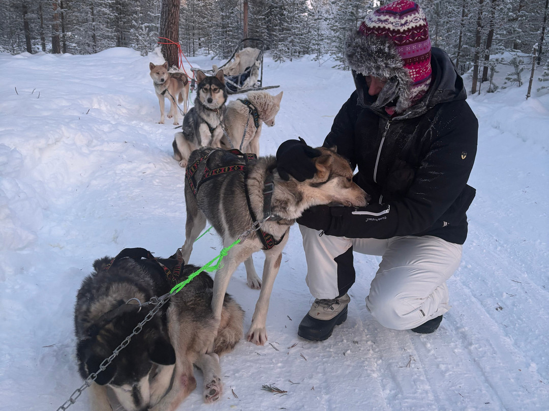 Taigausko Husky Experience-伊纳里必去景点