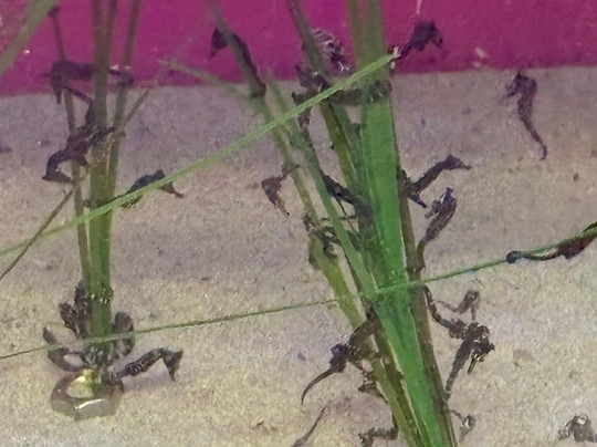 AQWA The Aquarium Of Western Australia-拉瑞斯必去景点