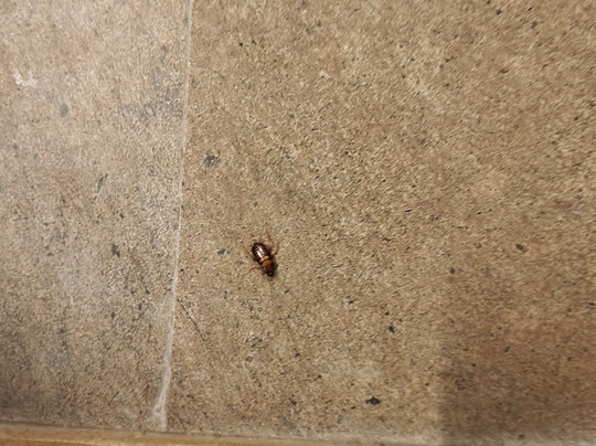 Pinewood Resort, Karjat主图