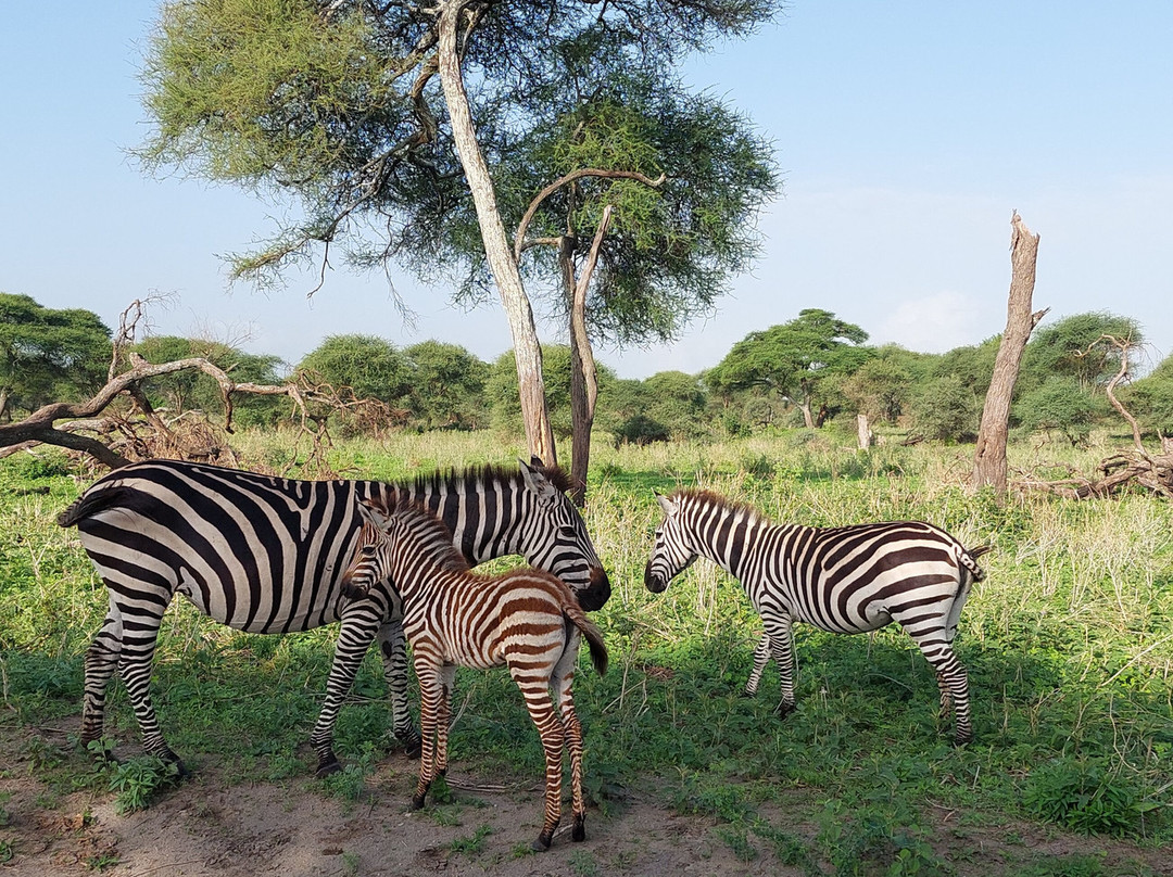 Tanzania-Experience-阿鲁沙必去景点
