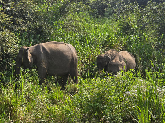 Safari With Asanka-锡吉里亚必去景点