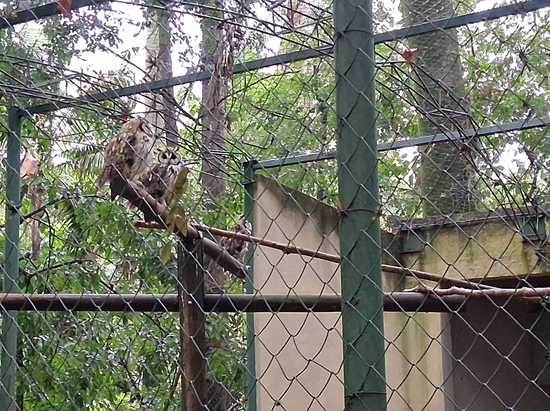 Bosque dos Jequitibás-坎皮纳斯必去景点