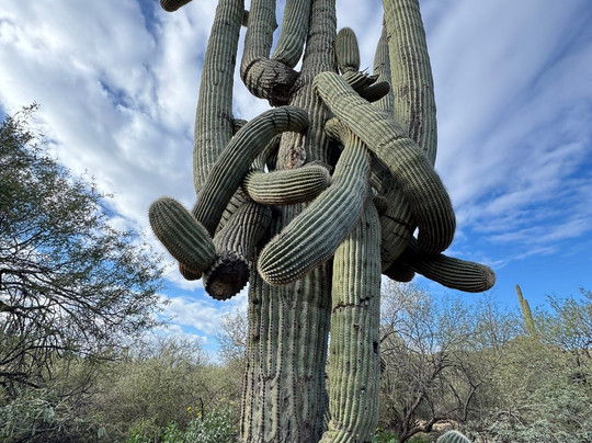 Cave Creek Regional Park-洞溪必去景点