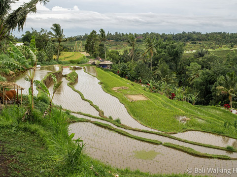 Bali Walking Hiking Adventure - Day Tours-登巴萨必去景点