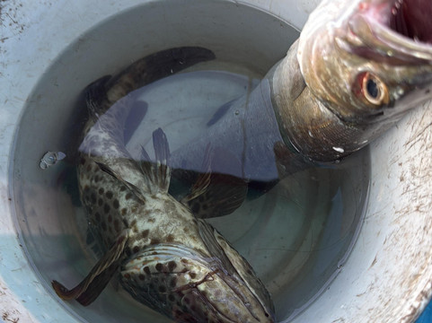 Dolphin Boat Trips Adventures North Goa-Nerul必去景点