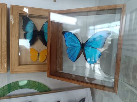 Mariposario DEDALMA-Mera必去景点