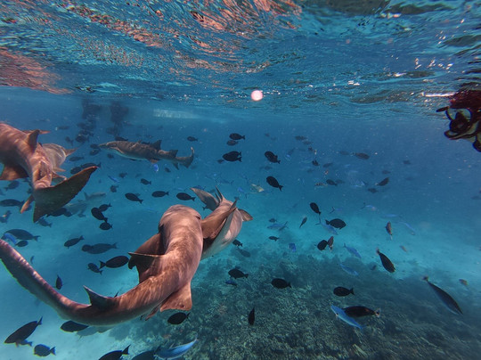 Papa Fish Excursions-乌库拉斯必去景点