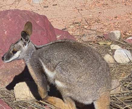 澳大利亚爬行动物园-Somersby必去景点