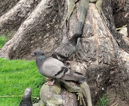 Parque Seminario-瓜亚基尔必去景点