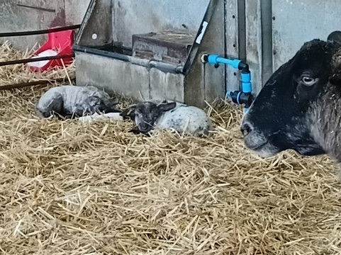 Bocketts Farm Park-莱瑟黑德必去景点