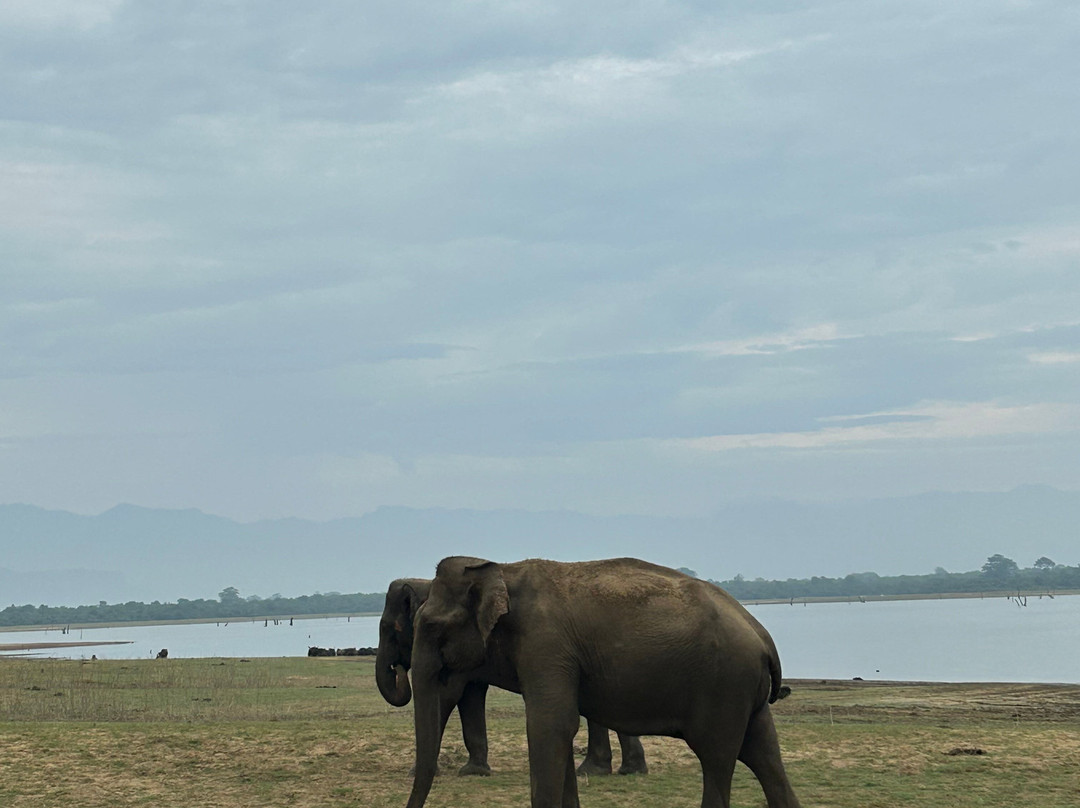 Niluka Safari-乌达瓦拉瓦必去景点