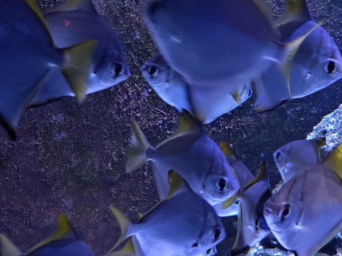 Marassi Aquarium & Underwater Zoo-Diyar Al Muharraq必去景点