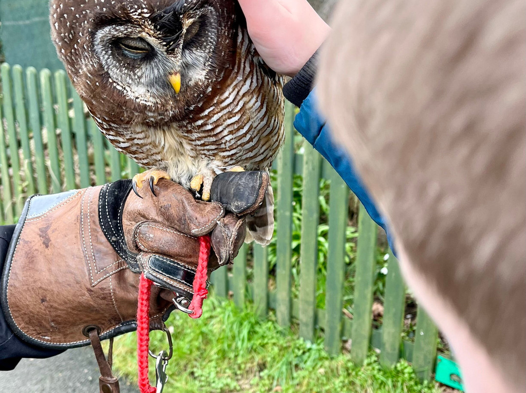 The Owls Trust-兰迪德诺必去景点