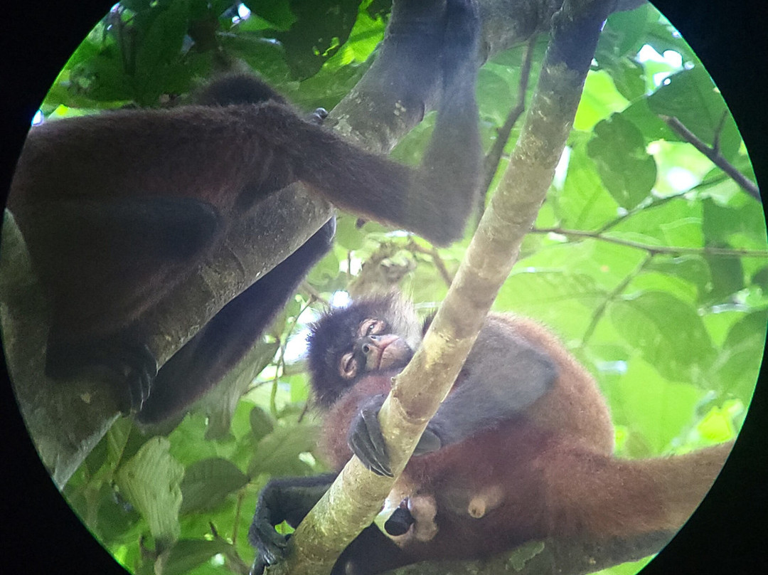 Corcovado Guia Adventures with William Mora-德雷克湾必去景点