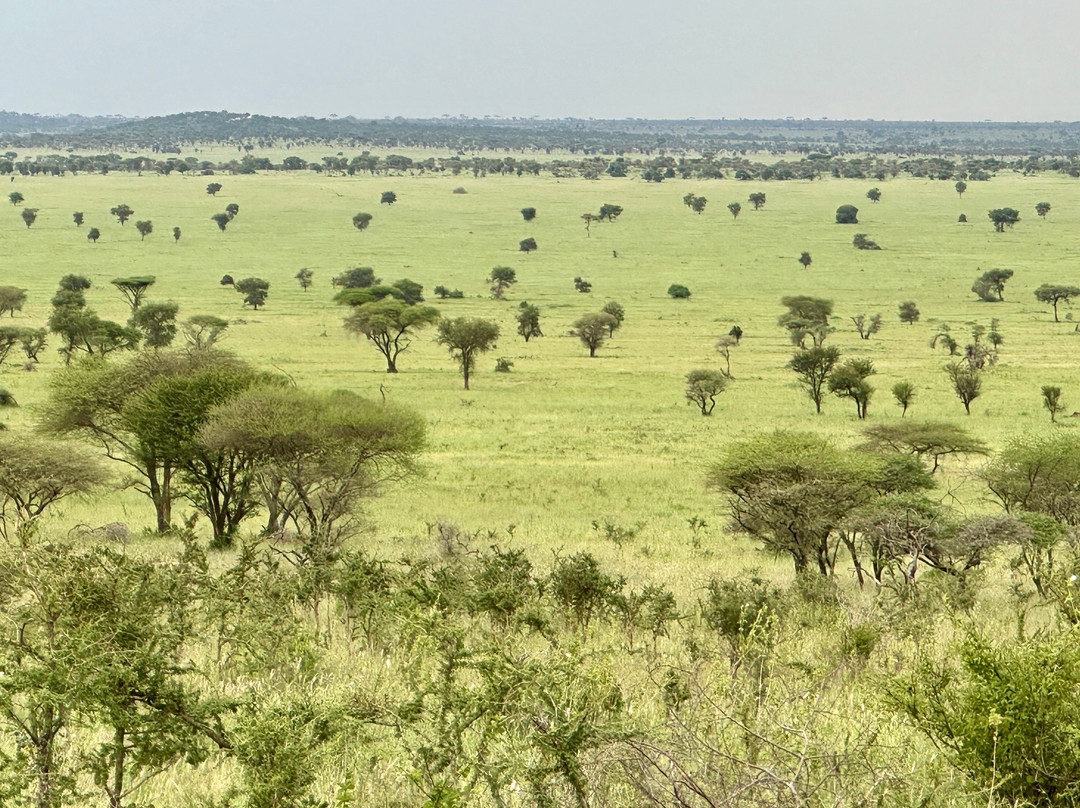 Nyikani Camp - Central Serengeti主图