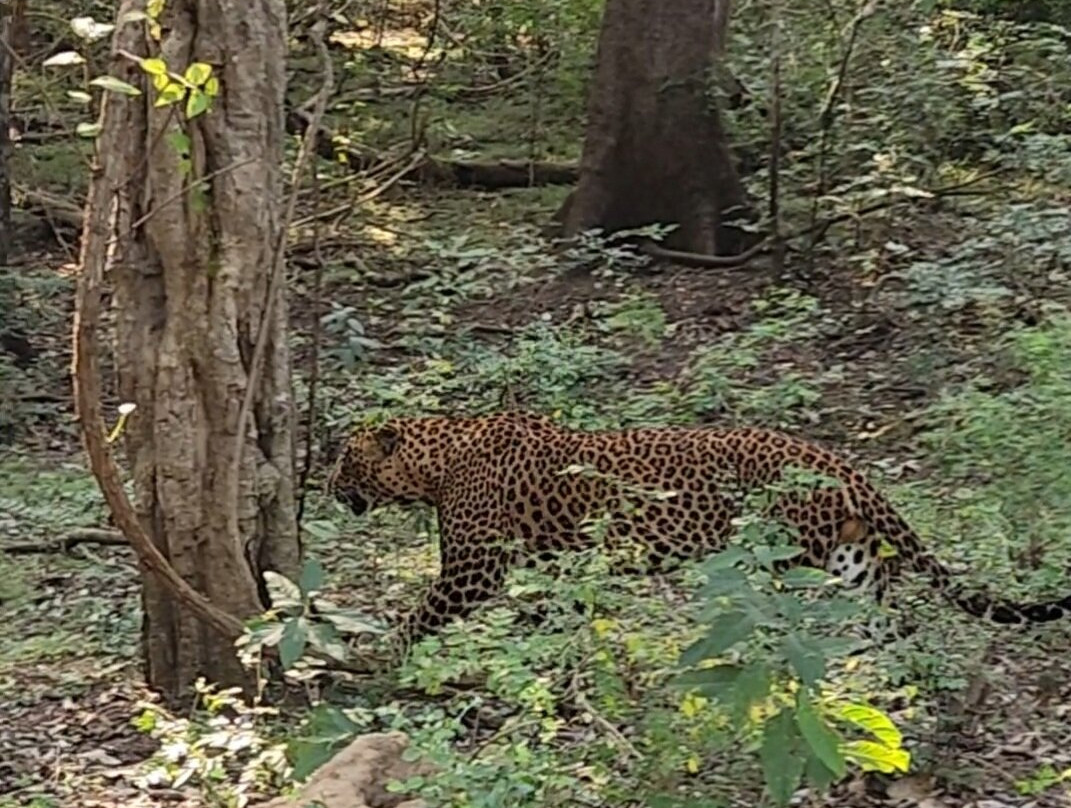 Yala Savanna Leopard Lodge