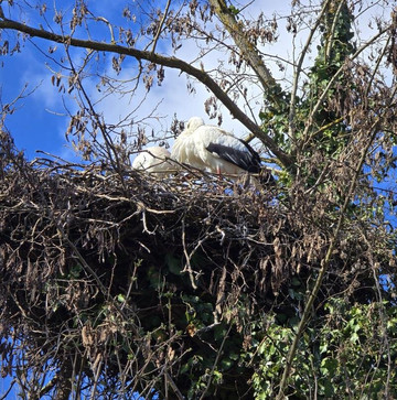Parc À Cigognes-Cernay必去景点