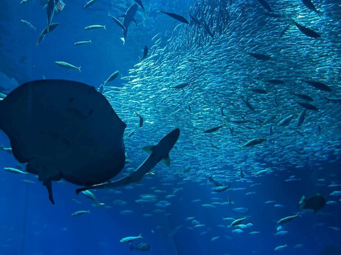 Aqua World Ibaraki Prefectural Oarai Aquarium-大洗町必去景点