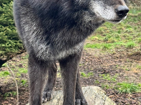 Predator Park-Ayside必去景点