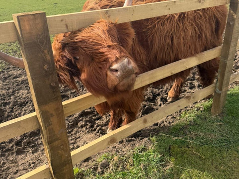 Highland Cow Cottage-Royston必去景点