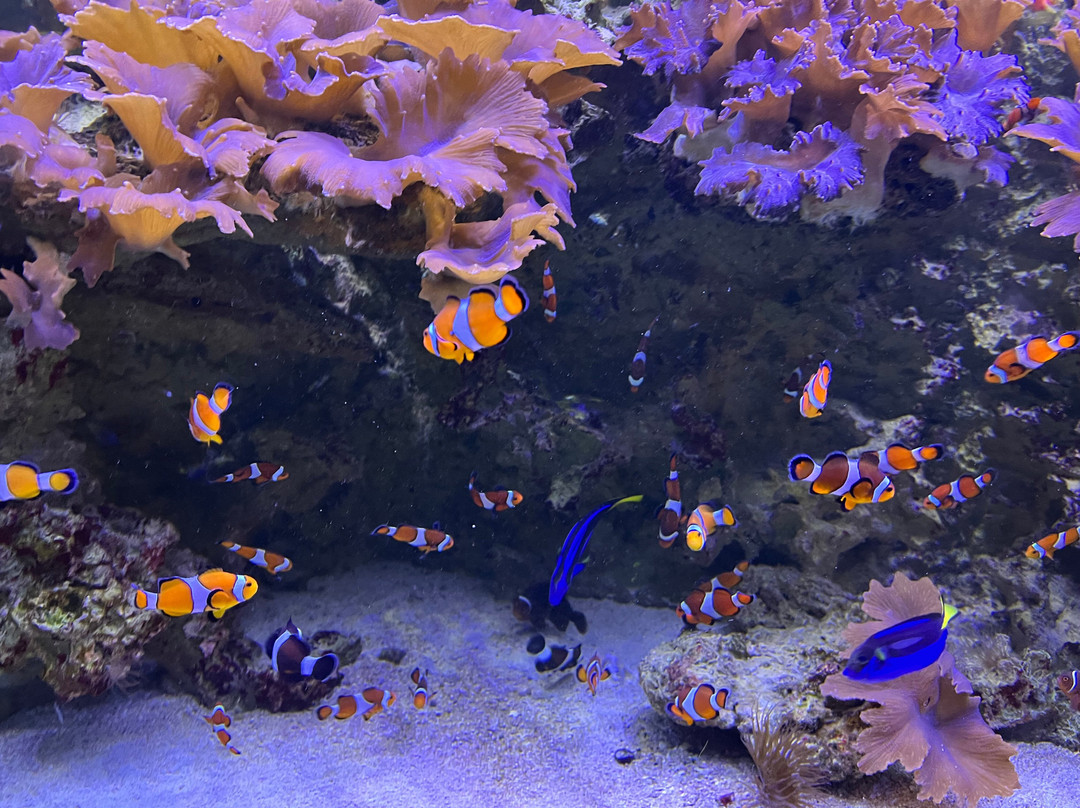 Aquarium de Vendée-Talmont Saint Hilaire必去景点