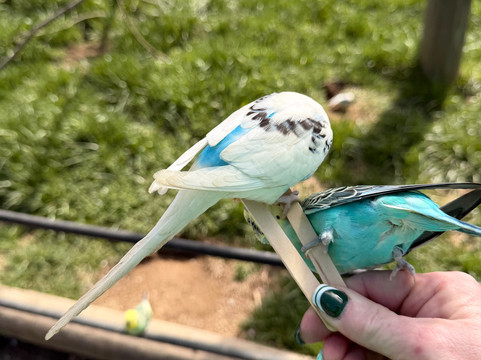 弗吉尼亚游猎公园-天然桥必去景点