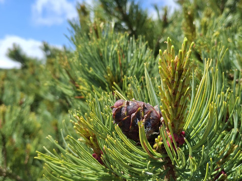 Mt. Asahidake-东川町必去景点
