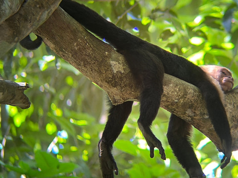 Carara National Park-卡拉拉必去景点