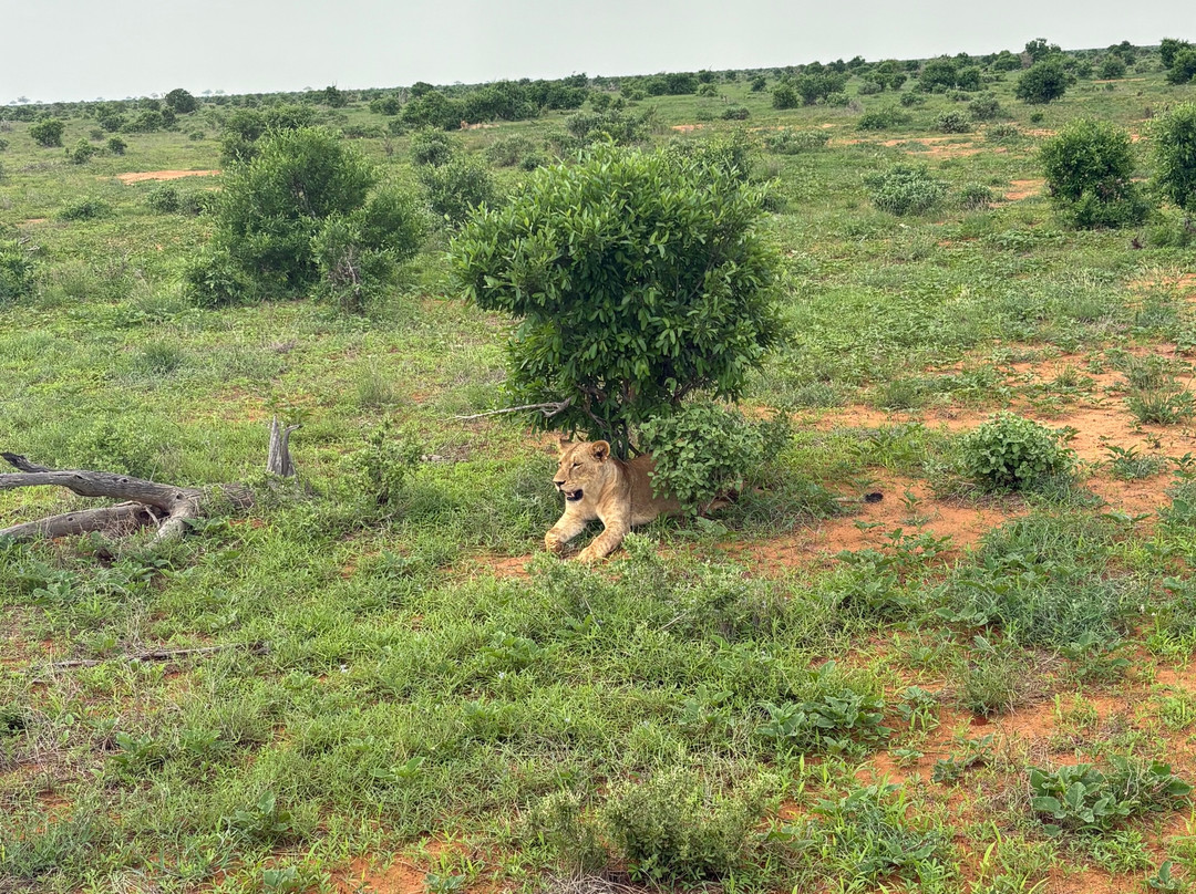 Elky Tours & Travel Kenya-迪亚尼必去景点