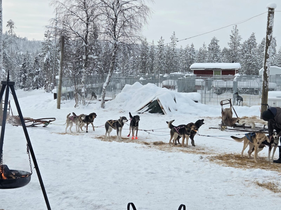 哈士奇雪橇之旅-罗瓦涅米必去景点