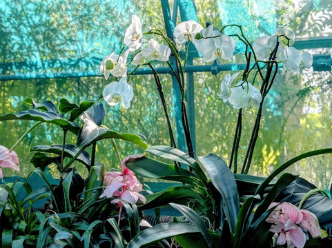 Duthie Park Winter Gardens-阿伯丁必去景点