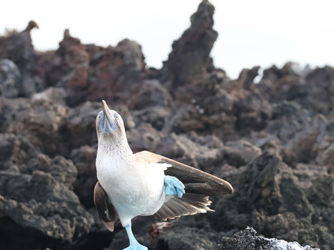 Columbus Travel-基多必去景点
